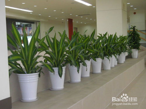 深圳花木租摆与园林绿化 从施工到养护的全程解析