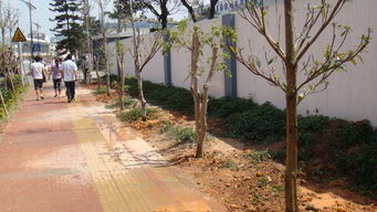 广东园林绿化工程 从勤盛花木场看行业优势与机遇