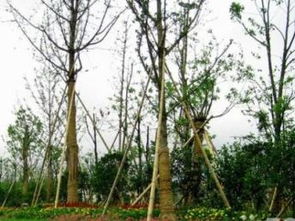 广州园林绿化 专业绿化养护与工程服务，打造城市生态美